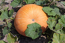 Cucurbita maxima 2014 G1.jpg