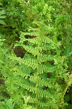 Dryopteris1600.JPG