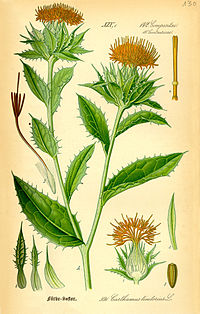 Safflower.jpg