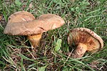 Paxillus involutus 20061015w.jpg