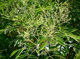 Fraxinus japonica2.jpg
