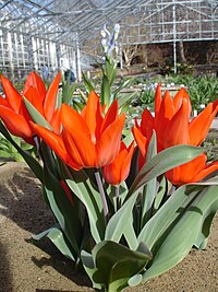 Tulipa praestans1.jpg