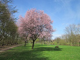 20130416Prunus cerasifera Saarbruecken6.jpg