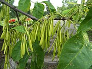 Fraxinus pensylvanica a1.jpg