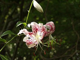 Lilium speciosum.jpg