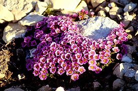 Saxifraga oppositifolia 14-98-45.jpg