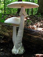 Amanita bisporigera 17932.jpg