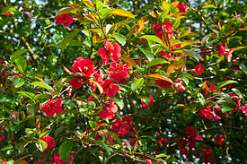 Chaenomeles japonica Fleurs.jpg