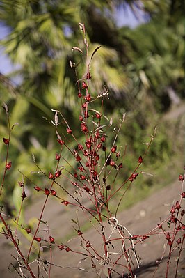 Hibiscus sabdariffa plant.jpg