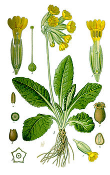 Primula veris 001.JPG