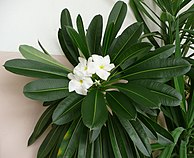 Pachypodium lamerei 2.jpg