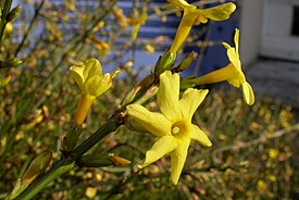 Jasminum nudiflorum.jpg