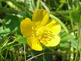 Ranunculus repens bluete.jpeg