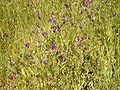 Echium plantagineum.jpg