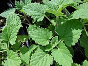 Nepeta-catarica.jpg