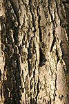 Crataegus-laevigata-bark.jpg