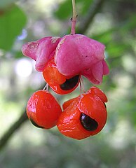 Euonymus-verrucosa.jpg