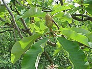Magnolia obovata 04.jpg