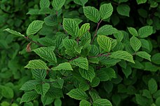 Leaves of Prunus tomentosa in June.jpg