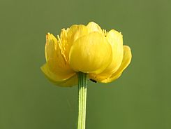 Trollius europaeus.jpeg