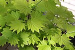 Acer shirasawanum leaves.jpg