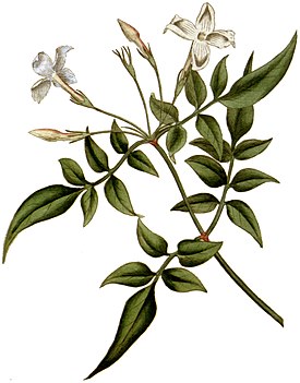 Jasminum officinale 1787.jpg
