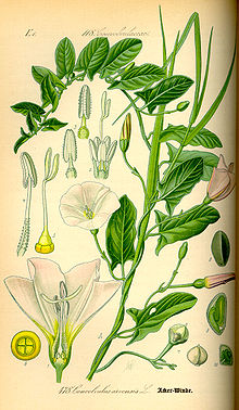 Convolvulus arvensis.jpg