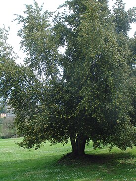 Laurus nobilis Laurel tree.jpg