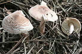 Lepiota brunneoincarnata 060823w.jpg