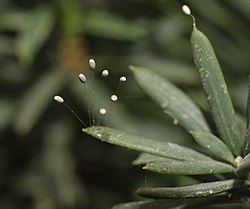 Chrysopa oculata.jpg