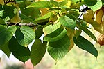 Acer distylum JPG1Fe.jpg