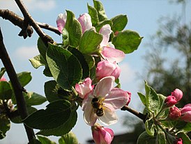 Malus orientalis 6.jpg