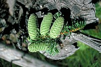 Abies grandis cones.jpg
