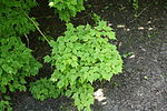 Acer barbinerve foliage.jpg
