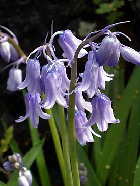 Hyacinthoides hispanicus.jpg