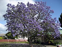 Jacaranda mimosifolia flowers and leaves.jpg