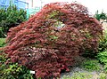 Maple Leaves.jpg