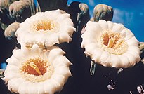 Carnegiea gigantea flowers.jpg