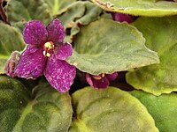 Starr 080117-1735 Saintpaulia ionantha.jpg