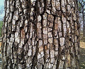 Bark of Diospyros melanoxylon.jpg