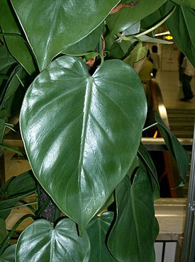 Philodendron scandens subsp oxycardium2.jpg