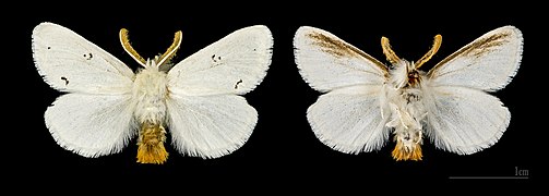 Euproctis chrysorrhoea Meyers.jpg