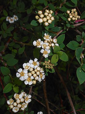 Spiraea hypericifolia 2016-05-17 0793.jpg