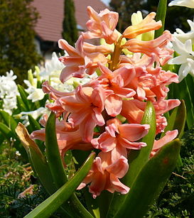 Hyacinthus orientalis0.jpg