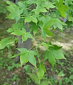 Acer oliverianum kz1.jpg