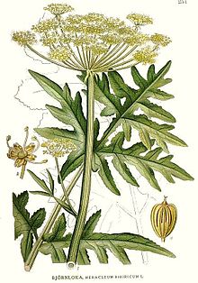 Heracleum sibiricum kz1.jpg