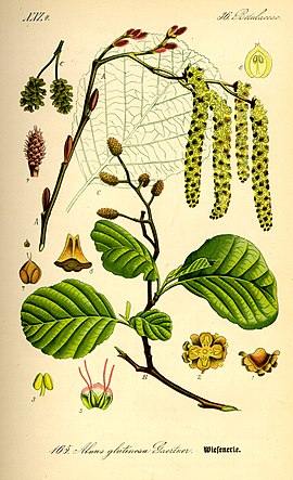Illustration Alnus glutinosa0.jpg