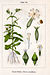 Silene noctiflora Sturm20.jpg