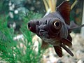 Black Moor Fish.jpg