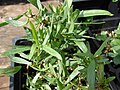 Starr 080117-2172 Artemisia dracunculus.jpg